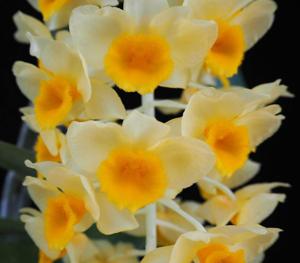 Dendrobium guibertii