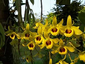 Dendrobium friedericksianum