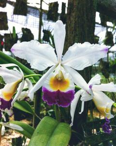 Cattleya wallisii