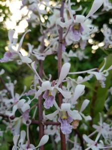 Dendrobium lineale