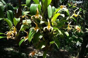 Bulbophyllum lobbii subsp. lobbii