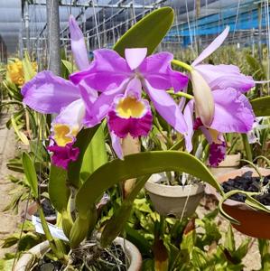 Cattleya wallisii