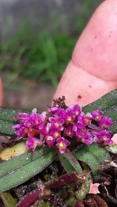 Schoenorchis fragrans