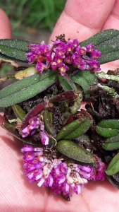 Schoenorchis fragrans