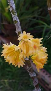 Dendrobium bullenianum