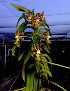 Vanda sumatrana