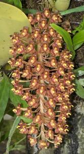 Bulbophyllum beccarii