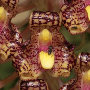 Bulbophyllum beccarii