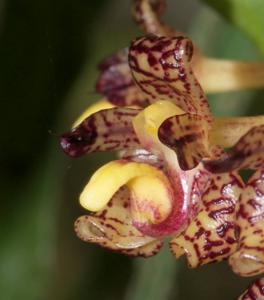 Bulbophyllum beccarii