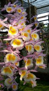 Dendrobium polyanthum