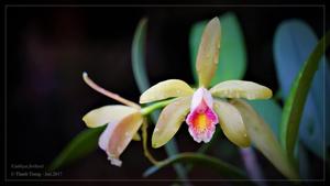 Cattleya forbesii