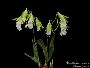 Prosthechea mariae