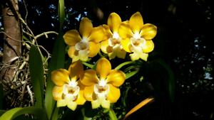 Vanda denisoniana