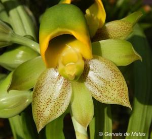 Catasetum macrocarpum