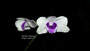 Dendrobium williamsianum