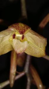 Dendrobium profusum