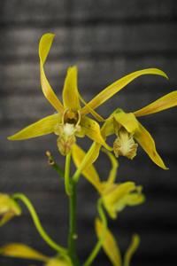 Dendrobium mirbelianum