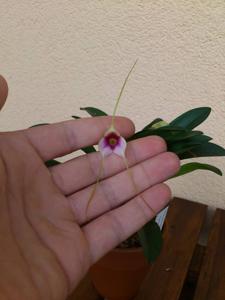 Masdevallia exquisita