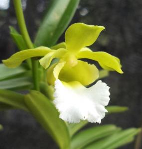 Vanda vietnamica