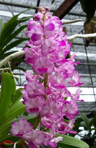 Rhynchostylis coelestis