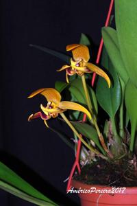 Bulbophyllum dearei