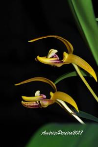 Bulbophyllum dearei