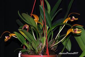 Bulbophyllum dearei