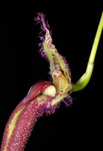 Bulbophyllum fascinator