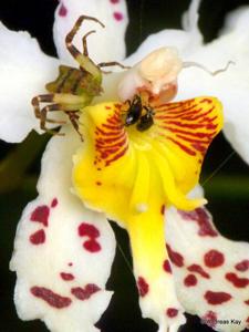 Oncidium cirrhosum