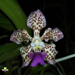 Vanda tricolor