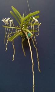 Ypsilopus amaniensis