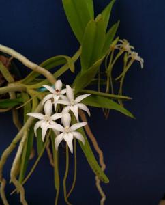 Ypsilopus amaniensis