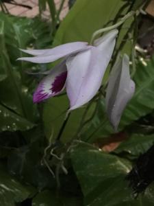 Dendrobium maccarthiae