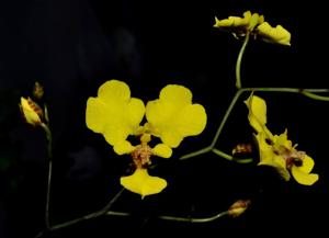 Gomesa macropetala