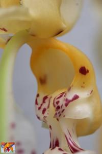 Stanhopea frymirei