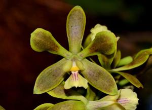 Encyclia patens