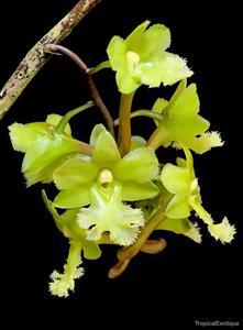 Dendrobium fimbrilabium