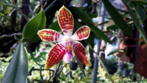 Phalaenopsis corningiana