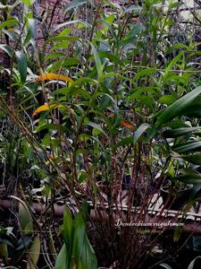 Dendrobium rugulosum