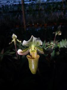 Paphiopedilum schoseri