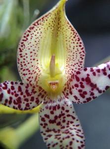 Bulbophyllum macranthum