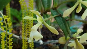 Epidendrum coronatum