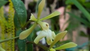 Epidendrum coronatum