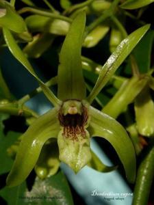 Dendrobium capra