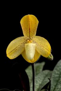 Paphiopedilum concolor