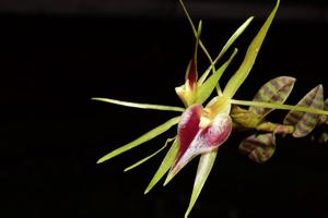 Epidendrum escobarianum