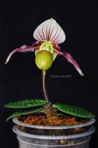 Paphiopedilum canhii