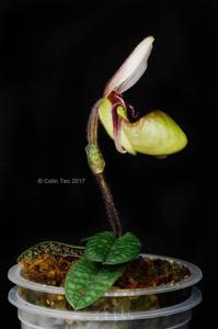 Paphiopedilum canhii