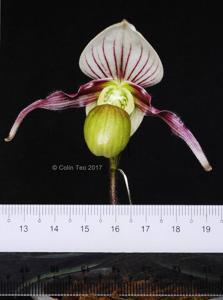 Paphiopedilum canhii