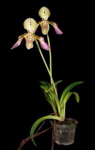 Paphiopedilum tigrinum